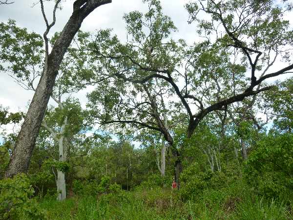 Big trees on River Flat